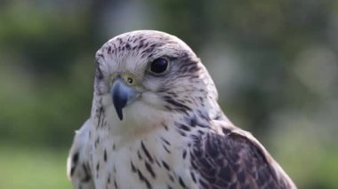 yakın - bir kuş, doğal arkaplan