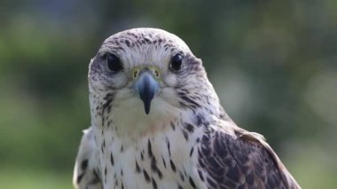 Güzel bir şahine yaklaş.