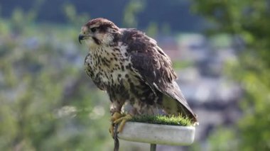 Doğadaki görkemli kuşun manzarası