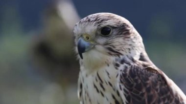 Bir şahine yaklaş.