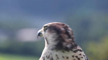 Bir şahinin yakın çekimi - Güzel vahşi doğal habitat 8K Ultra HD
