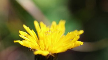 Güzel botanik fotoğrafı, doğal duvar kağıdı.