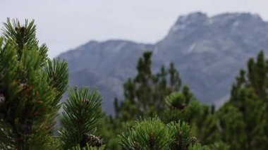 Güzel manzaralı çam ağacı