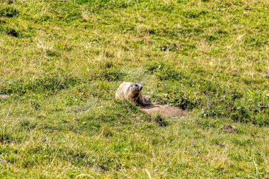 Otların arasında bir köpek