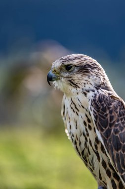 Altın Şahin, Falco tinus carus, doğadaki kuş