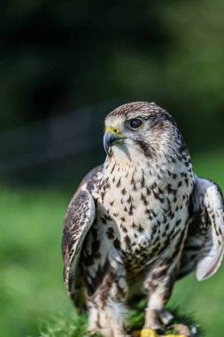 Yakından. Ormandaki güzel bir yırtıcı kuşun portresi.