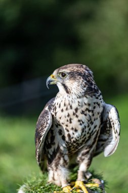 Genç bir şahinin portresi