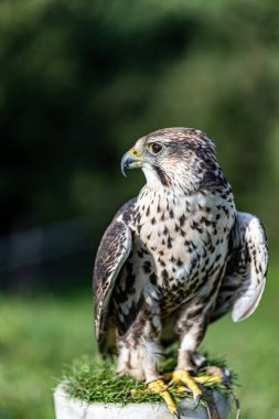 Ormandaki güzel beyaz kartal