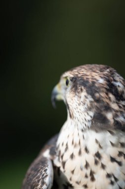 Güzel kuşun yakın görüntüsü