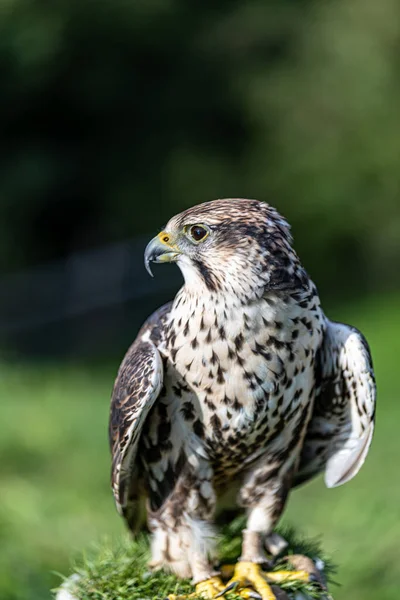 Genç bir şahinin portresi