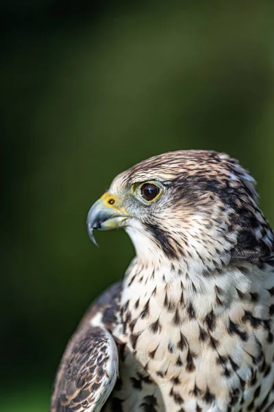 Güzel bir kuşa yaklaş