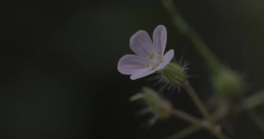 Bahçedeki beyaz çiçek