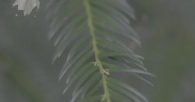 yeşil çimen, bitki ve yapraklar