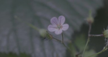 Güzel botanik fotoğrafı, doğal duvar kağıdı.