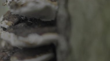 Ormandaki bir ağaç gövdesinin yakın çekimi.