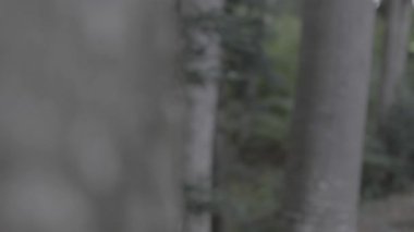 Gündüz vakti bir ormanın dikey görüntüsü.