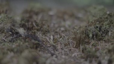 Bulanık yeşil orman arka planı