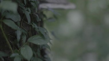 Güzel botanik fotoğrafı, doğal duvar kağıdı.