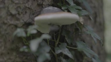 Bahçedeki ağaçta büyüyen mantar.