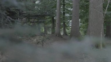 Ormanın güzel manzarası