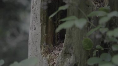 Bir ağaç gövdesini kapatın.