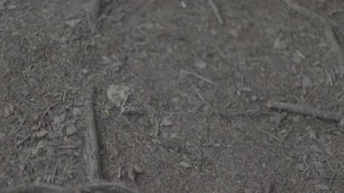 ağaç dalları doku arkaplanı