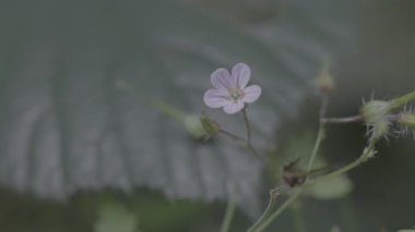 renk çiçekleri yakın çekim