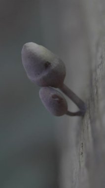 Güzel bir bitkinin yakın görüntüsü