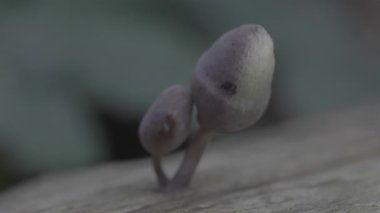 Bir mantara yaklaş.