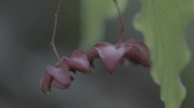 Ağaçtaki yeşil yapraklar