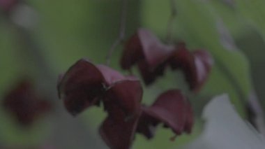 Güzel botanik fotoğrafı, doğal duvar kağıdı.