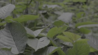 Güzel botanik fotoğrafı, doğal duvar kağıdı.