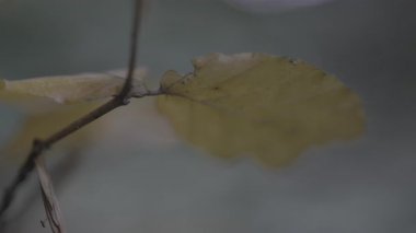 Doğada bir ağaç dalında sonbahar yaprağı