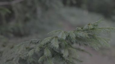 Güzel botanik fotoğrafı, doğal duvar kağıdı.