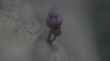 ormanda ağaç üzerinde mantar