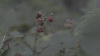 Güzel botanik fotoğrafı, doğal duvar kağıdı.