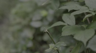 Ormanda yeşil yapraklar