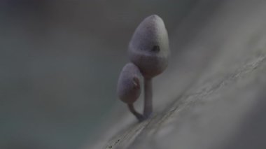 Ormandaki beyaz bir mantarın yakın plan çekimi.