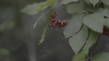 Güzel botanik fotoğrafı, doğal duvar kağıdı.