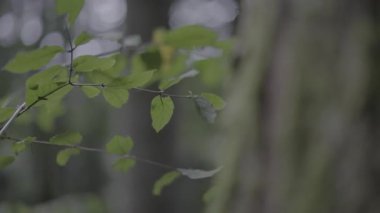 Ormanda yeşil yapraklar