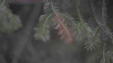 Ormanda yeşil yapraklar