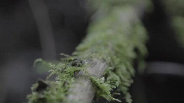 Ormanda yeşil yosun