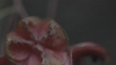 Kırmızı lale çiçeğine yaklaş.