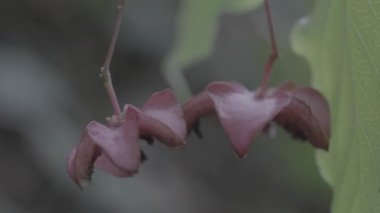Bulanık arkaplanı olan küçük bir çiçeğin yakın çekimi.