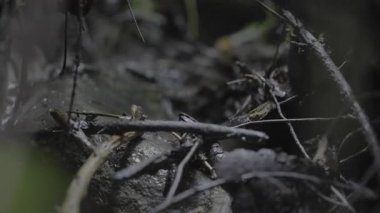 Ağaç gövdesindeki güzel yosunların yakın plan fotoğrafı.