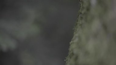 Bir ağaç gövdesinde yeşil yosun, yakın -.