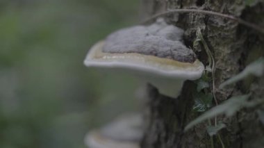 Ormandaki ormandaki mantarın yakın plan fotoğrafı.
