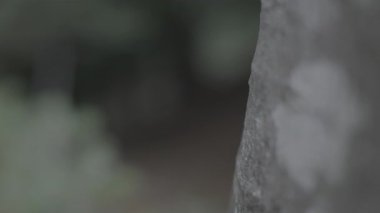 Sabah güzel bir orman