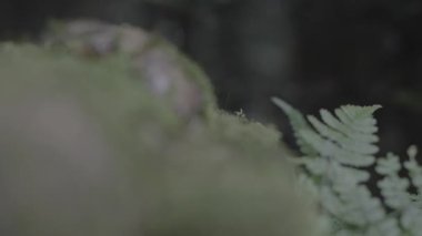 Dağlardaki yeşil orman