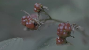 Yeşil bir bitkinin yakınında.